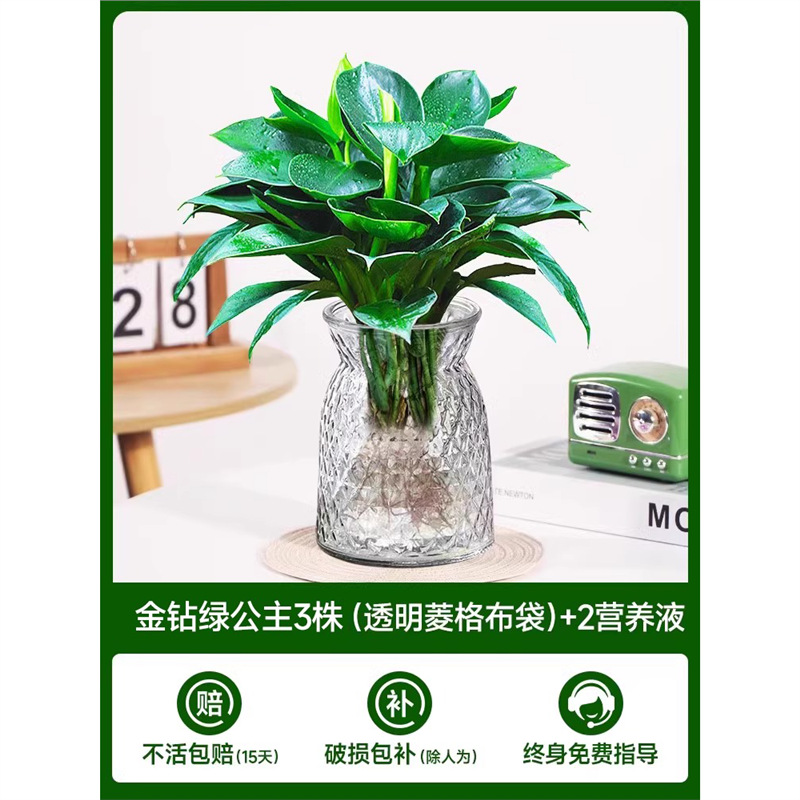 고급 대형 금다이아몬드 3개(투명 다이아몬드 천주머니) + 크리스탈 머드 + 영양액 2개