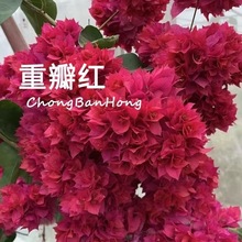 【清仓处理】稀有多色四季巴西三角梅带花饱发货浓香型阳台庭院花