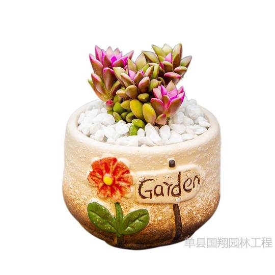 Meat Potted Indoor New Succulent Plant Combination Radiation-Proof Jade Dew Flower Pot Soil Package Novice Green Plants and Florals