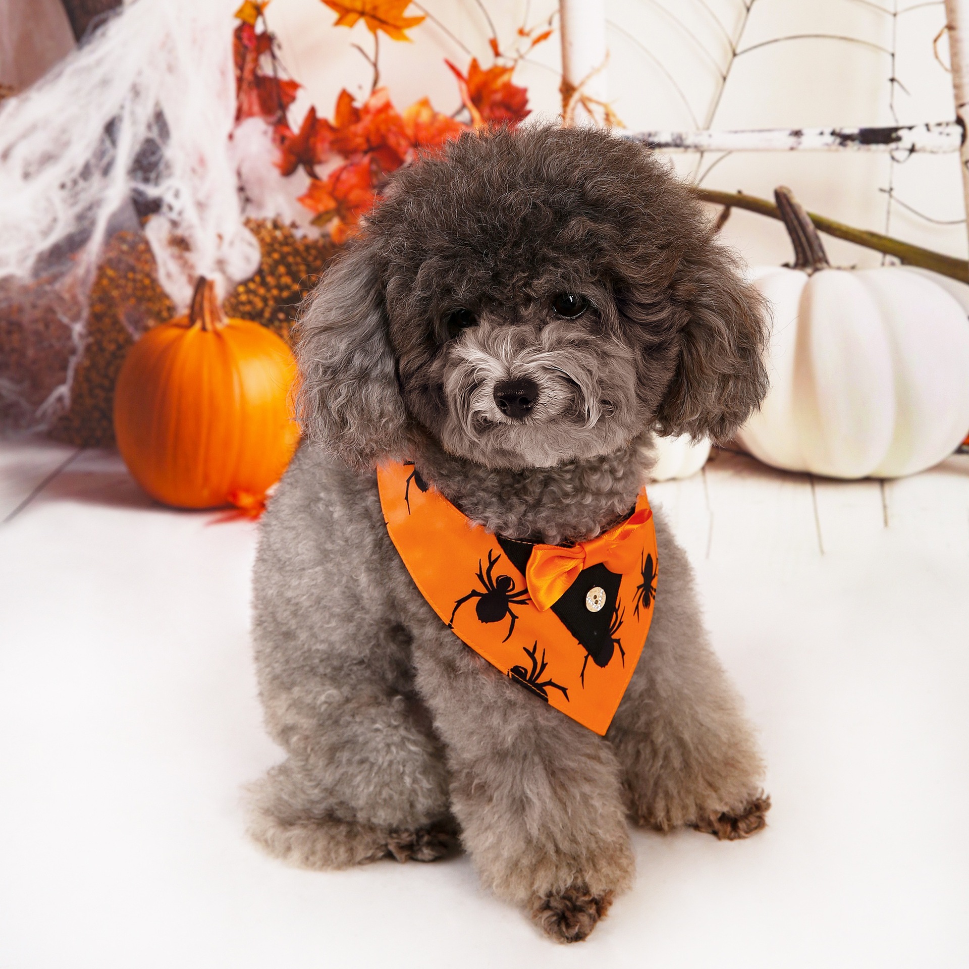 Halloween nuevo traje de mascotas toallas triangulares toallas de saliva collar de mascotas fábrica de ropa de perro en stock