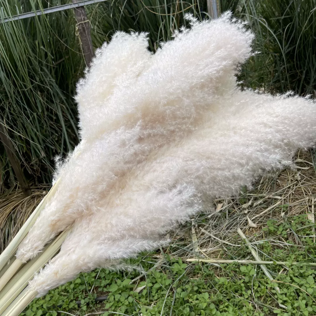 批发跨境热销大蒲苇干花芦苇花束北欧风婚礼装饰插花摆件工厂批发