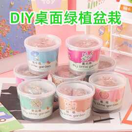 小豆丁儿童玩具DIY负离子绿植小盆栽水培盆景桌面学生迷你种植