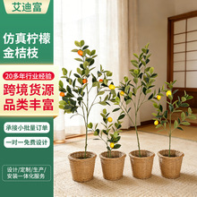 ����Gֲ���ʘ��ۘ俧�ȵ��b���֦���ʹ��������ػ�ˇ����