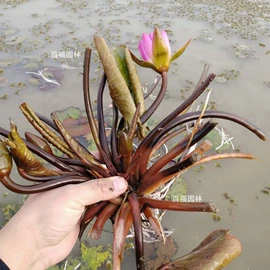 种子;其他园林植物;灌木