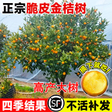 �V���ڰ���Ƥ��ۘ����Ԙ���͏d��ʳ���ļ���۴������ͥԺ����