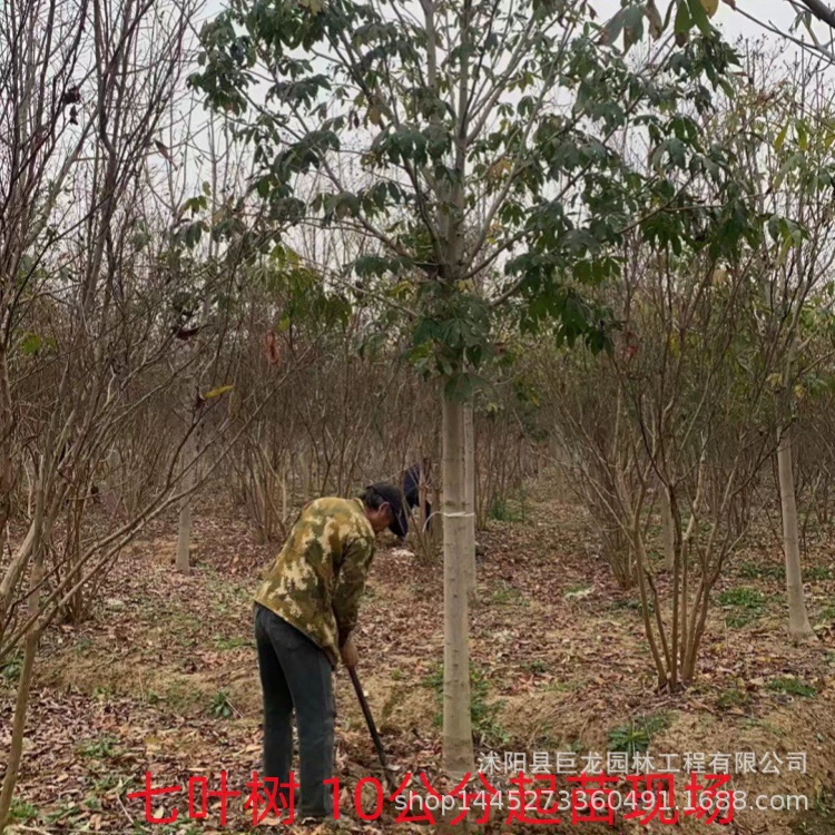 Прямые продажи инженерных саженцев: семилистные деревья, семилистные саженцы, полная спецификация, садовые лиственные растения для зеленения.