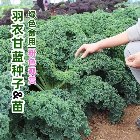 Kale Seeds, Edible Autumn and Winter Purple Vegetable Seeds, Four-Season Potted Vegetable Seedlings, Winter