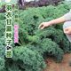 Kale Seeds, Edible Autumn and Winter Purple Vegetable Seeds, Four-Season Potted Vegetable Seedlings, Winter