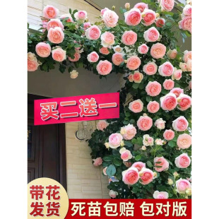 Rose Seedlings, Vines, Garden Fragrant Roses, Climbing Vines, Flower Pots, European Moon Large Florals Blooming in All Seasons