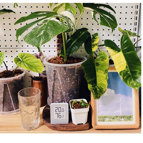 24cm Transparent Root Control Orchid Flower Pot Plastic Breathable Thickened Large Hot Planting Alocum Flower Candle Green Velvet Special Flower Pot