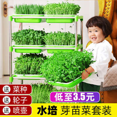 paper vegetable sprouts nursery dish bean sprouts planting dish wheat grass seeds soilless cultivation vegetable pots tray