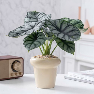 ��Ϭţ���[����ˮ��ֲ�����Z�q���������҃Ⱥ��B��ꎱ��W�L�Gֲ