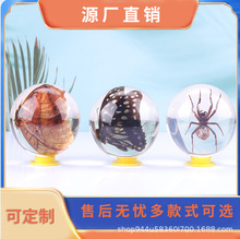 ��������ˇ���x�˱���֬����˱�͸�����֬������x��悹�ˇ�YƷ