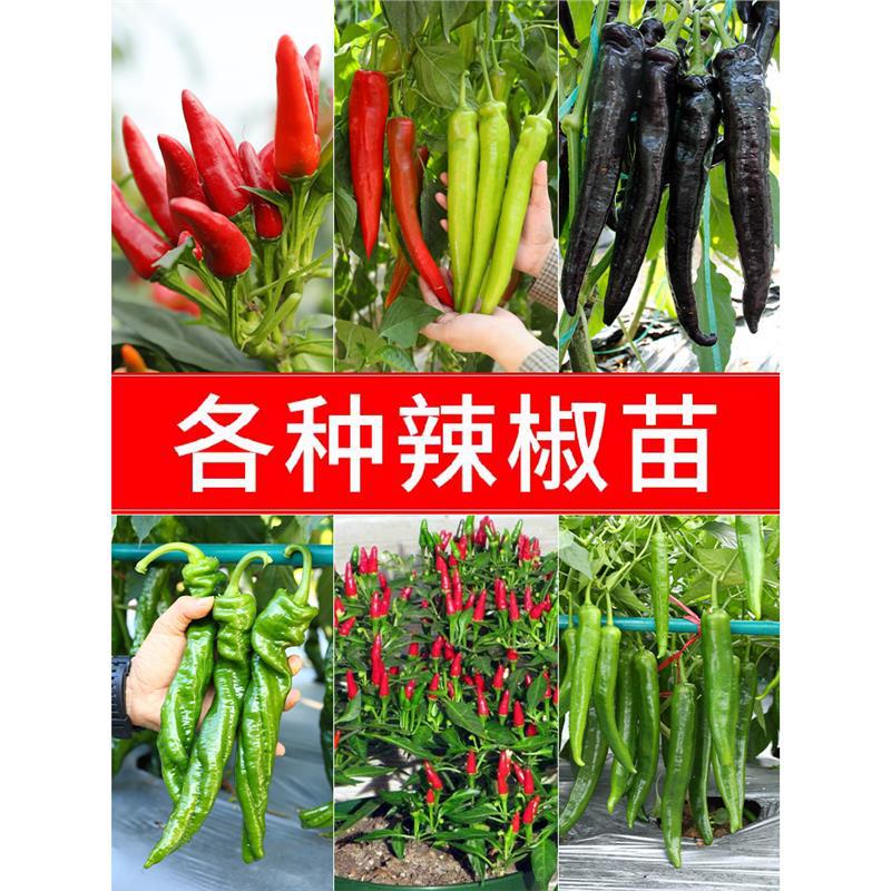 辣椒种子苗秧各种朝天椒菜苗小米椒小米辣四季蔬菜种籽孑秧苗大全