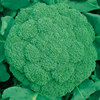 Broccoli seeds green cauliflower seed seeds about 100 original packaging cauliflower seeds wholesale cauliflower seeds