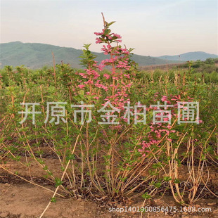 �ۻ��\���|���ļ��\�������̾G�h���粥�NС�煲���ļ��\����ľ