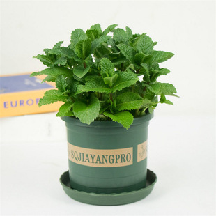 Mint Potted Hydroponic Mint Leaves Fresh Edible Rosemary Mosquito Repellent Plant Indoor Green Plant Flower Lemongrass