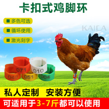 多颜色可选鸡用脚环标识可以重复使用标识环卡扣式鸡脚环套环