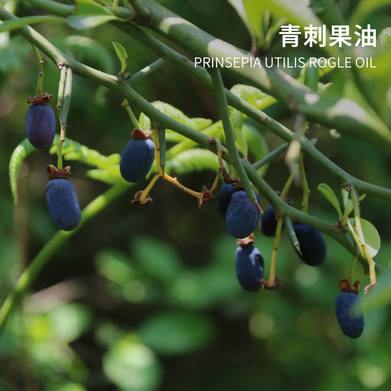 厂家现货 青刺果油 青刺果精油 植物单方精油 日化原料 现货批发-阿里巴巴