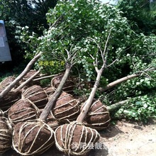 江苏基地紫丁香 5-10公分独杆丁香工程绿化行道树 丛生紫丁香花树