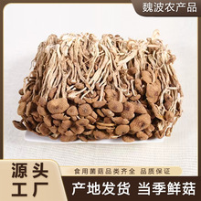 福建干茶树菇批发茶树菇茶树菇干货散装原产地直销批发500g