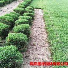 兰引3号成品草坪 马尼拉绿化结缕草 虎皮草根系发达可践踏地被草