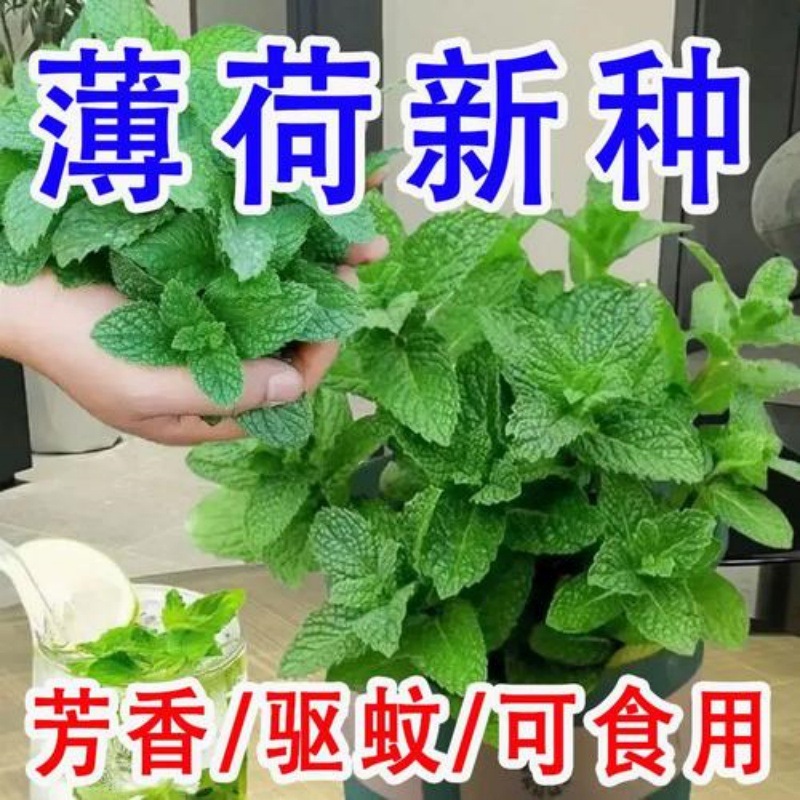 薄荷盆栽水培薄荷叶种籽子新鲜可食用迷迭香驱蚊植物室内绿植花卉