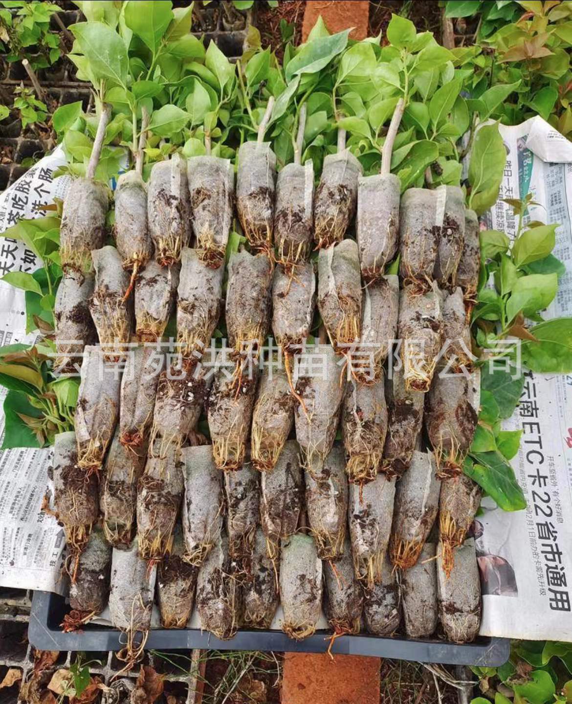 22a19e5c45ad044cbc13830bb4332d