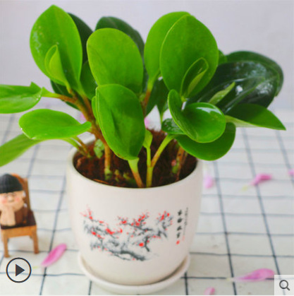 재스퍼 [한메이아오수 세라믹 세면대]