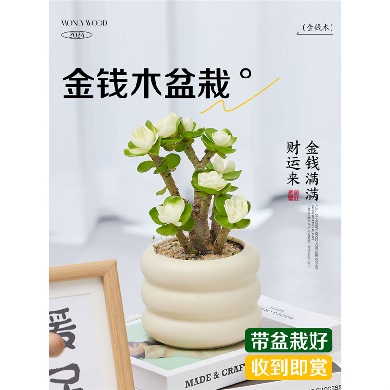 Money Tree Potted Plant with Old Stump, High-End Succulent Green Plant for Office Desktop, Easy to Care for All Seasons Money Tree Potted Plant with Old Stump, High-End Succulent Green Plant for Office Desktop, Easy to Care for All Seasons