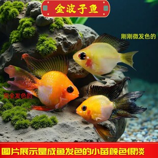 �����~�Ꭷ�^�~�p�~��ˮ�~�P���~���w��ˮС���~�ݸ׿ɻ��B���B