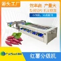 智能效率分拣土豆分级机