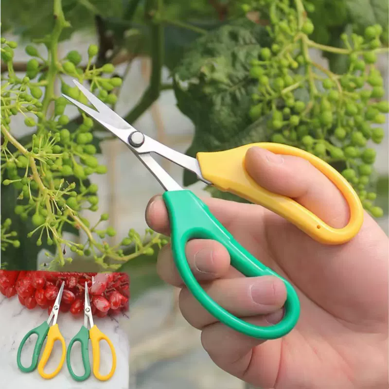 不锈钢修果弯头剪刀疏果稀果剪刀园林修枝葡萄摘果采果剪刀批发