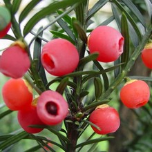 �t��ɼ�N��  һ��t��ɼ�N�� ����ɳ�ؼt��ɼ�N��   �t��ɼС��