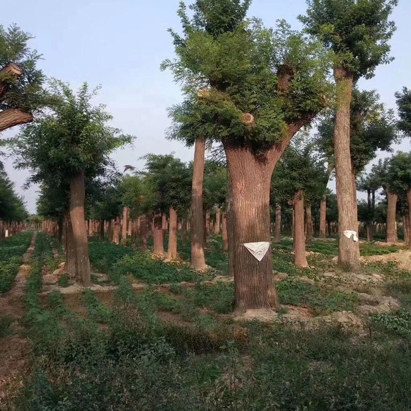 乔木基地批发大国槐精品春色叶 8-50公分粗行道树绿化苗木国槐树