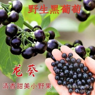 Ұ�������N��С���ƷN����������ѷN���ļ��̨����ˮ���N��ԭ�b