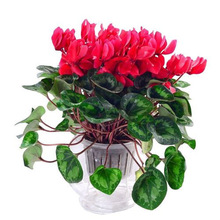 仙客来花苗盆栽带花苞兔耳花四季开花好养大花室内外耐寒年宵花卉