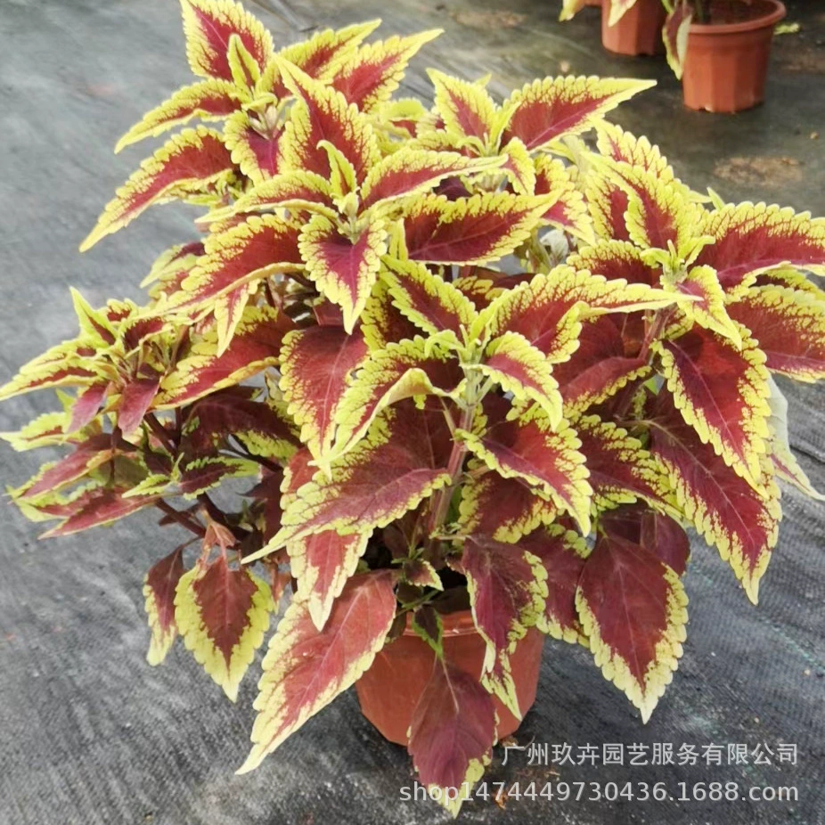 Красочный лист трава листва растение листва маленькие горшечные растения рассады двор парк озеленение зеленые растения толерантность