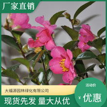 ���������l����÷ �@�־G�� ��÷С�� �������� ����r��