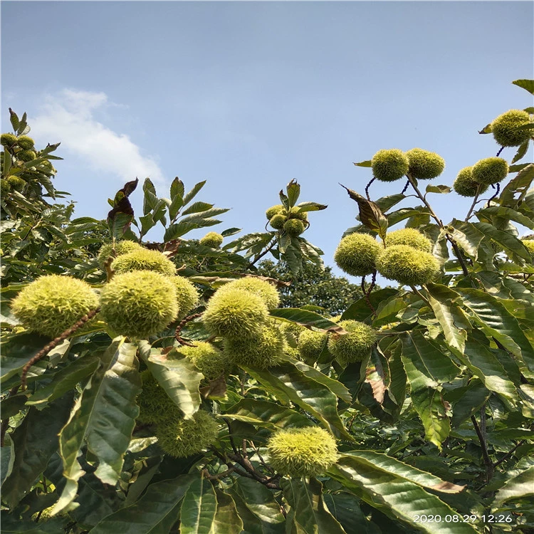 Оптовая продажа 1cm саженцев корня каштана. Цена не высокая, доставка своевременная. Саженцы горного каштана легко выращиваются за два года.