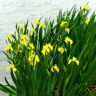 �S����ˮ��ֲ���Sβ�{���Sβ��ɫ����ͦˮֲ���S�ӵ��˹���ؾG��