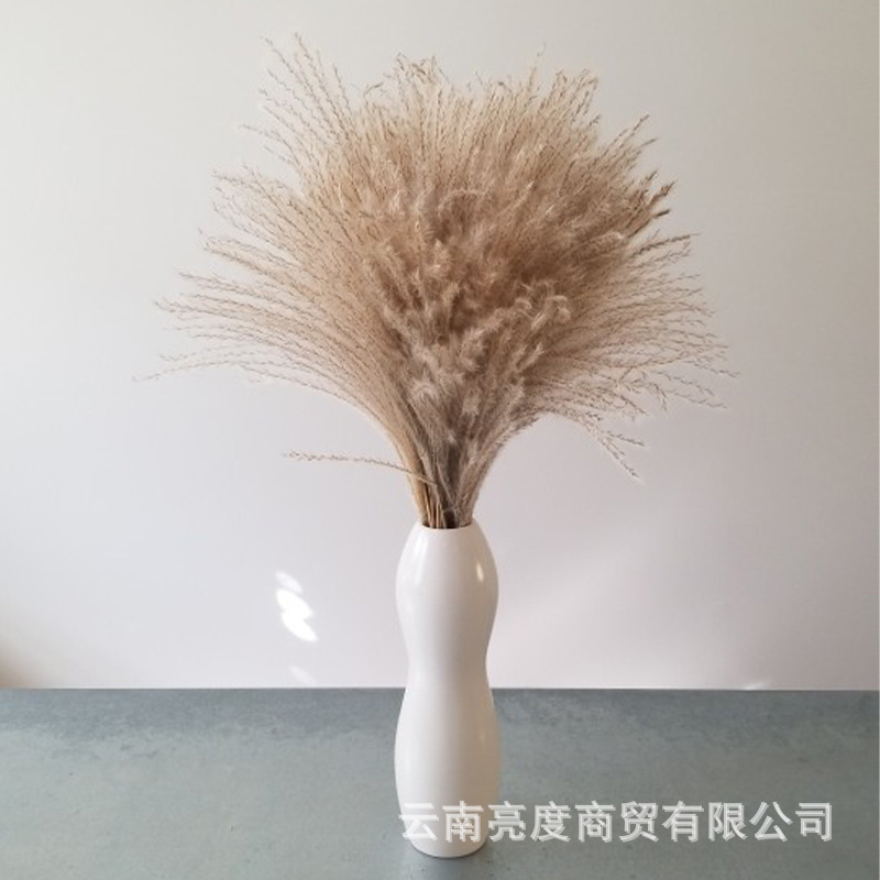 Pampas naturales ramo de flores secas cola de conejo hierba pequeña Reed polvo Reed madera estilo bohemio decoración del hogar