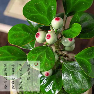 Bodhi Tree Potted Small Hope Bodhi Bonsai with Fruit Chinese Zen Desktop Ornaments Indoor Creative Good Green Full