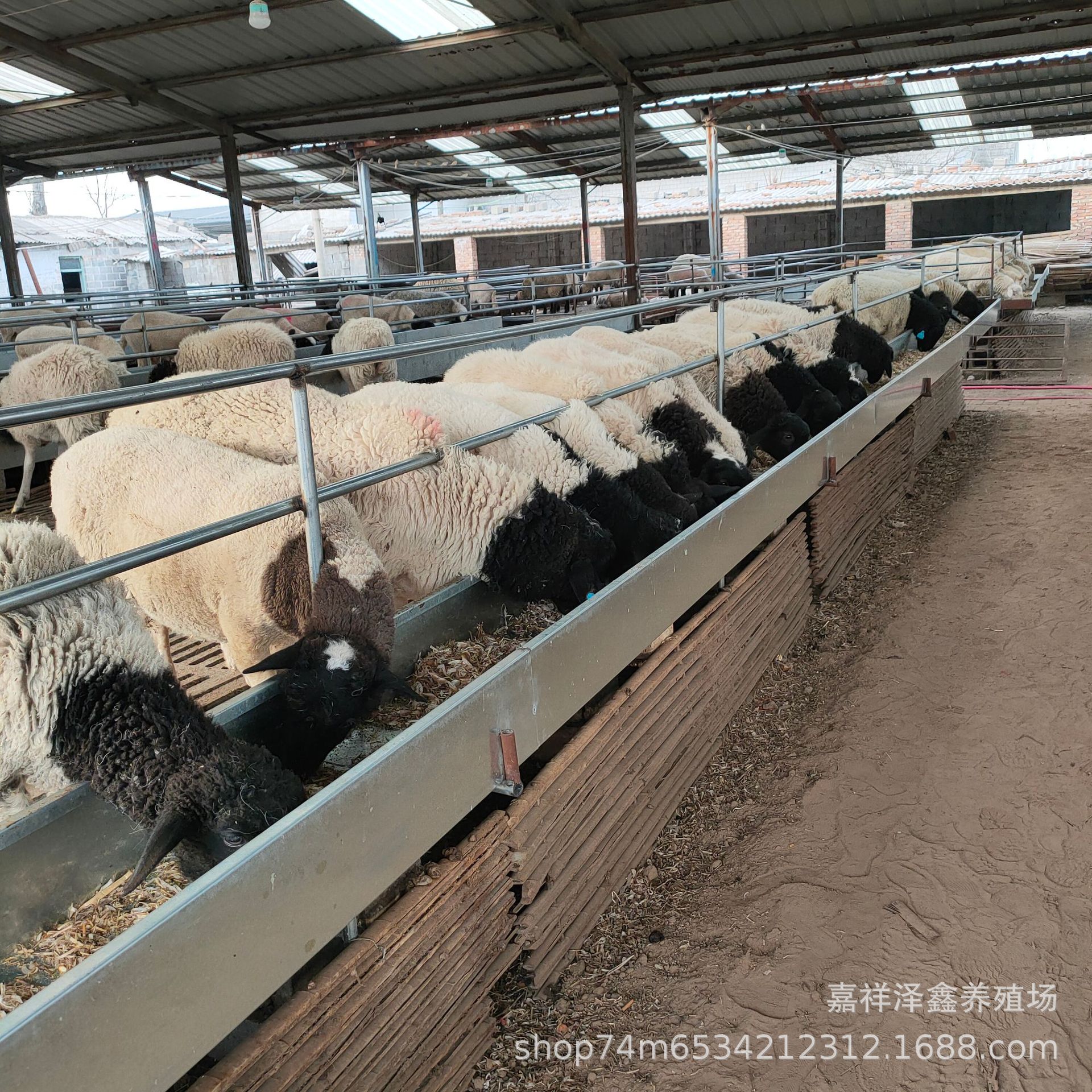 小尾寒羊多少钱一只 小尾寒羊湖羊母羊哪里有卖的 小尾寒羊羔价格-阿里巴巴