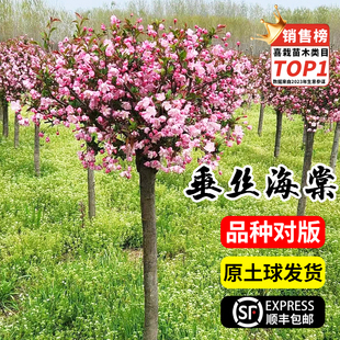 �ͺ�ͥԺ�������ĸߗU���z�����ļ����ܘ������Դ��ͺ��Ļ�����