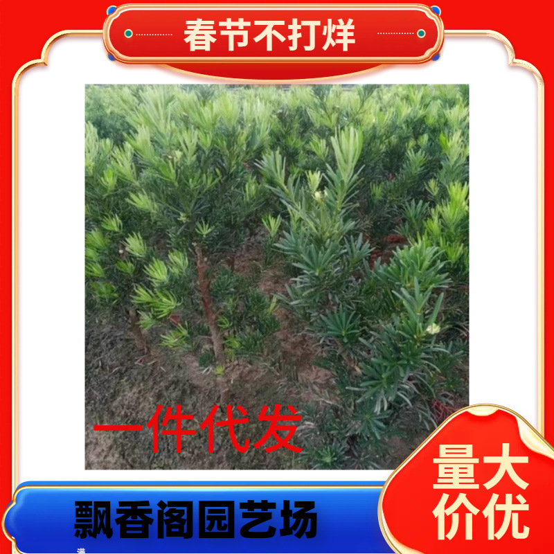 一件代发造型罗汉松树苗庭院大型绿植物地栽别墅盆景四季常青观叶