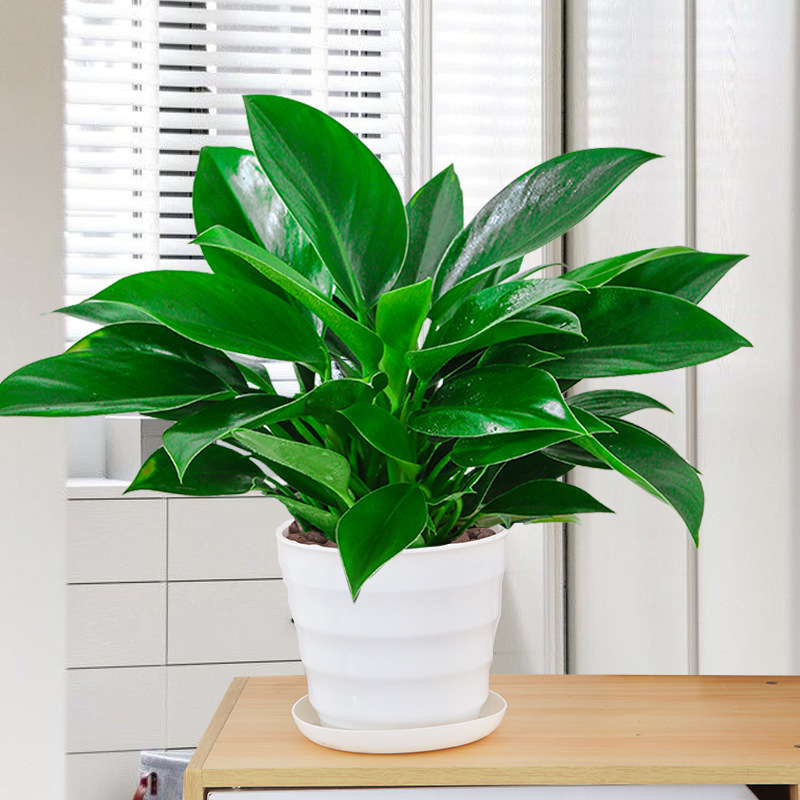 대형금다이아몬드 30-40cm 3그루(나사냄비) + 영양액