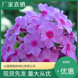 其他园林植物;水生植物;灌木