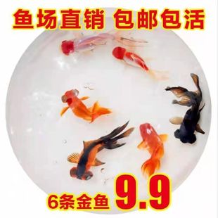 小觀賞魚圖片 海量高清小觀賞魚圖片大全 阿里巴巴 小觀賞魚圖片 海量高清小觀賞魚圖片大全 阿里巴巴