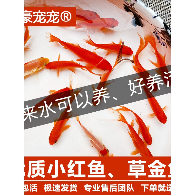 Live Grass Goldfish, Koi Fish Fry, Ornamental Fish, Freshwater Fish, Cold Water Fish, Small Hardy Live Small Goldfish, Red Grass Gold Live Grass Goldfish, Koi Fish Fry, Ornamental Fish, Freshwater Fish, Cold Water Fish, Small Hardy Live Small Goldfish, Red Grass Gold